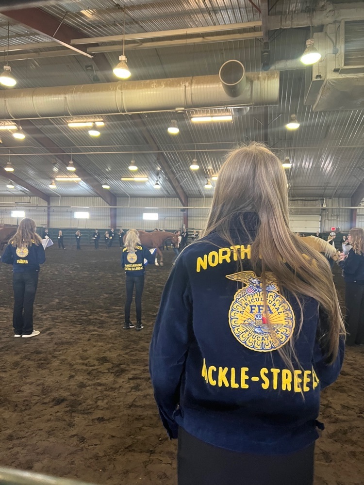 horse judging